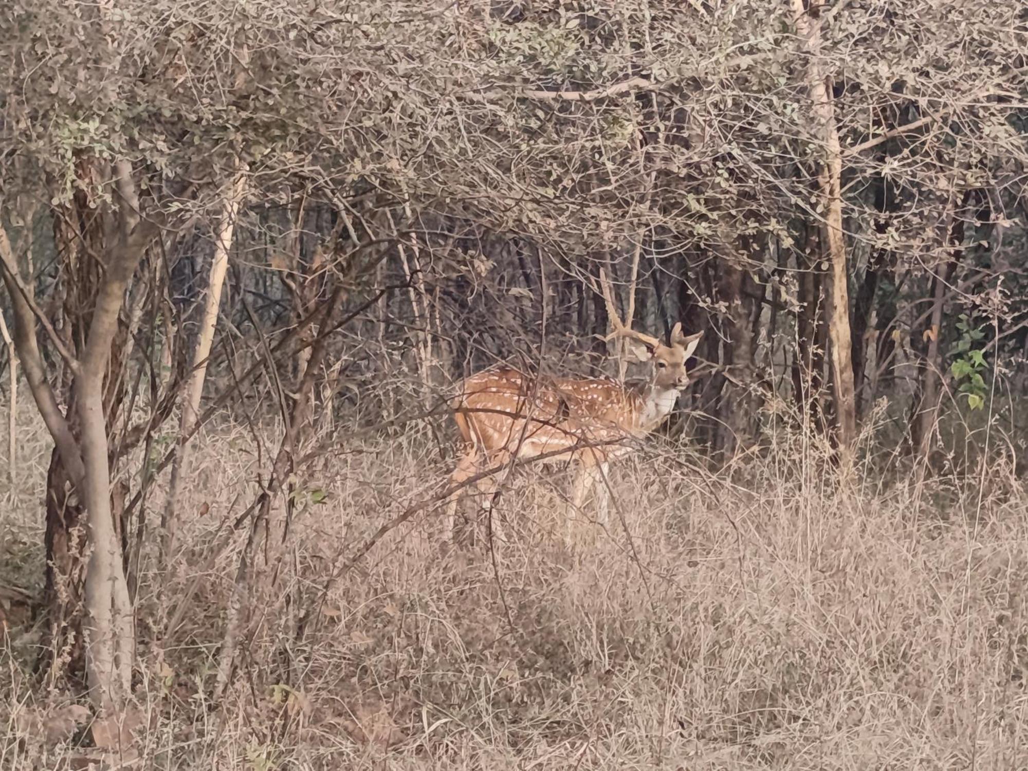 Gandhisagar Forest Retreat 호텔 Gurla 외부 사진