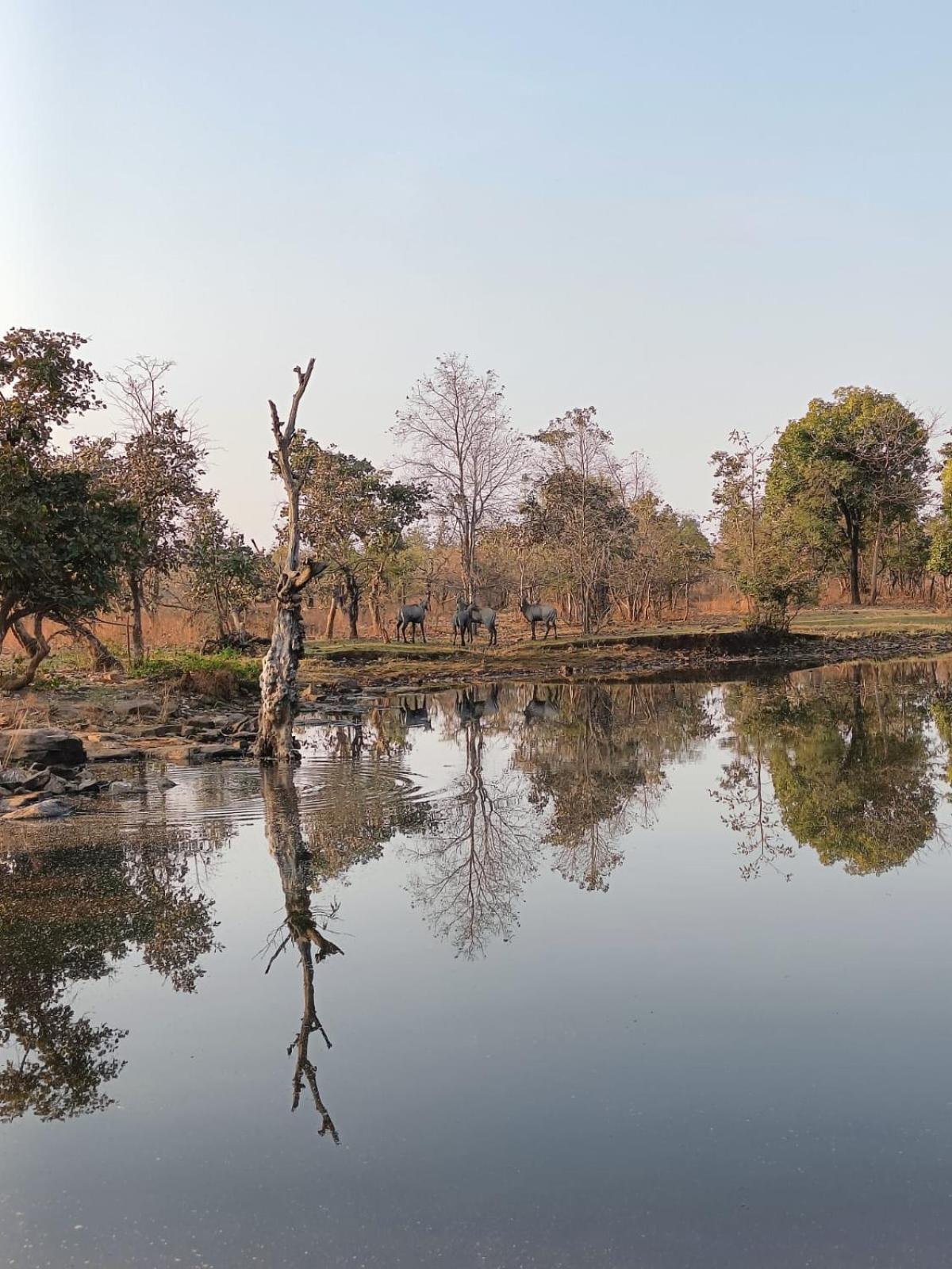 Gandhisagar Forest Retreat 호텔 Gurla 외부 사진
